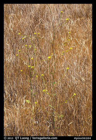 Flowers and grasses. Pinnacles National Park (color)
