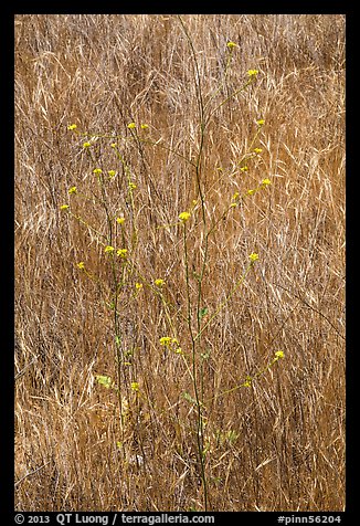 Flowers and grasses. Pinnacles National Park, California, USA.