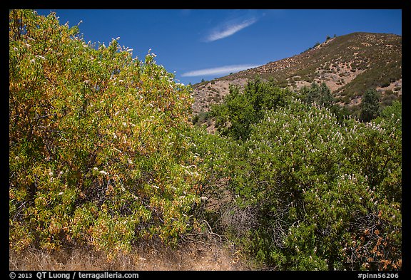 Trees blooming in the spring in valley. Pinnacles National Park, California, USA.