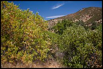 Trees blooming in the spring in valley. Pinnacles National Park, California, USA. (color)