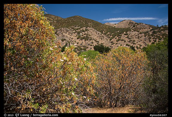 Trees with blooms and old leaves. Pinnacles National Park, California, USA.