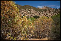 Trees with blooms and old leaves. Pinnacles National Park, California, USA.