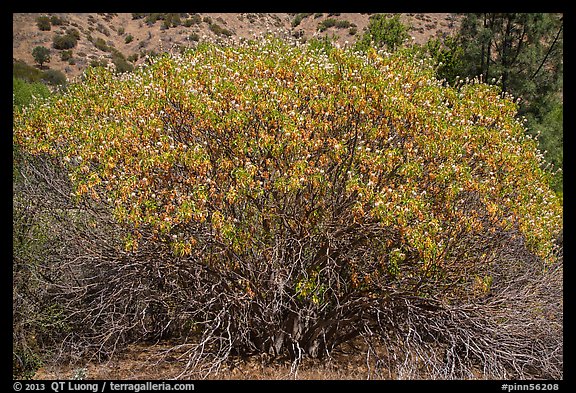 Buckeye in bloom. Pinnacles National Park, California, USA.