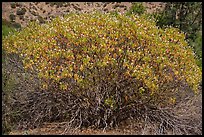 Buckeye in bloom. Pinnacles National Park, California, USA.