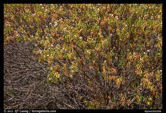 Old, new leaves and blooms. Pinnacles National Park, California, USA.