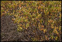 Old, new leaves and blooms. Pinnacles National Park, California, USA.