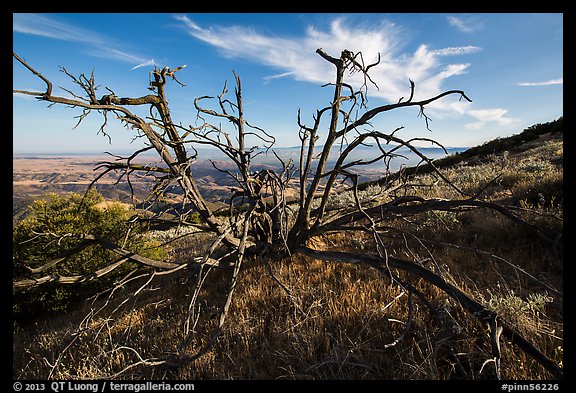 Tree skeleton near South Chalone Peak. Pinnacles National Park (color)