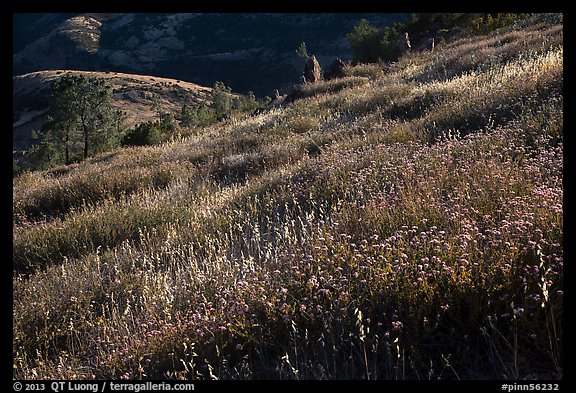 Grasses on hillside, late afternoon. Pinnacles National Park, California, USA.