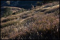 Grasses on hillside, late afternoon. Pinnacles National Park, California, USA. (color)