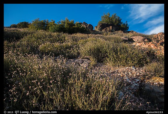 Flowers and rocks, South Chalone Peak. Pinnacles National Park, California, USA.