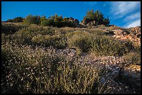 Flowers and rocks, South Chalone Peak. Pinnacles National Park, California, USA. (color)