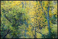 Autumn foliage along near Peaks View. Pinnacles National Park, California, USA.