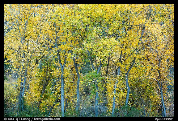 Cottonwoods in autumn along Chalone Creek. Pinnacles National Park, California, USA.