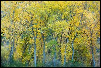 Cottonwoods in autumn along Chalone Creek. Pinnacles National Park, California, USA.