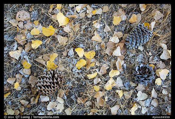 Ground view in autumn with pine cones and fallen cottonwood leaves. Pinnacles National Park, California, USA.