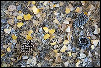 Ground view in autumn with pine cones and fallen cottonwood leaves. Pinnacles National Park ( color)