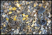 Ground view in autumn with pine cones and fallen cottonwood leaves. Pinnacles National Park, California, USA.