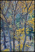 Trees in autumn foliage, Bear Valley. Pinnacles National Park, California, USA.