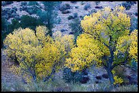 Cottonwoods in autumn at the bases of hill. Pinnacles National Park, California, USA.