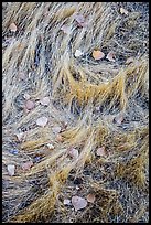 Close-up of autumn grasses and fallen leaves. Pinnacles National Park, California, USA.