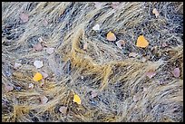 Ground view in autumn with grasses and fallen leaves. Pinnacles National Park, California, USA.