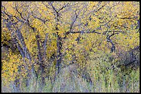 Cottonwoods in fall colors along Chalone Creek. Pinnacles National Park, California, USA.