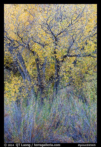 Shrubs and cottonwoods in autumn. Pinnacles National Park, California, USA.