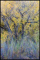 Shrubs and cottonwoods in autumn. Pinnacles National Park, California, USA.