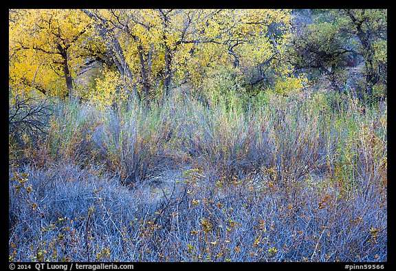 Shrubs and trees in autumn. Pinnacles National Park (color)