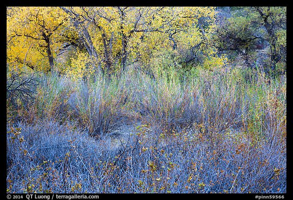 Shrubs and trees in autumn. Pinnacles National Park, California, USA.