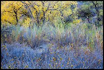 Shrubs and trees in autumn. Pinnacles National Park, California, USA.