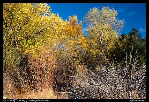 Shrubs and trees in autumn against blue sky, Bear Valley. Pinnacles National Park, California, USA.