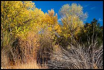 Shrubs and trees in autumn against blue sky, Bear Valley. Pinnacles National Park, California, USA.