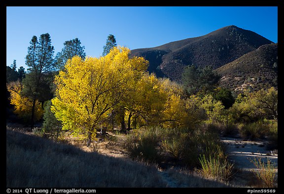 Trees and hill, early autumn morning. Pinnacles National Park (color)