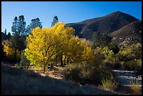 Trees and hill, early autumn morning. Pinnacles National Park, California, USA.