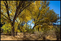 Group of cottonwoods trees in autumn. Pinnacles National Park, California, USA.