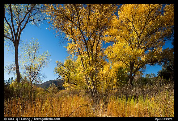 Autumn landscape with brighly colored trees. Pinnacles National Park, California, USA.