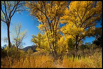 Autumn landscape with brighly colored trees. Pinnacles National Park, California, USA.