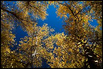 Looking up trees in autumn foliage. Pinnacles National Park, California, USA.