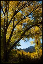 Hills framed by trees in autumn foliage. Pinnacles National Park, California, USA.