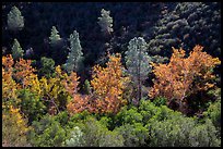 Evergreens and deciduous trees in fall foliage along Bear Gulch. Pinnacles National Park, California, USA.