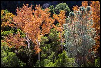 Sycamores and evergreens in autumn along Bear Gulch. Pinnacles National Park ( color)