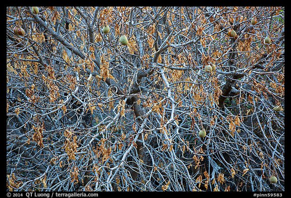 Close-up of Buckeye tree in autumn. Pinnacles National Park (color)