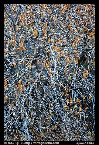 Close-up of Buckeye bare branches in autumn. Pinnacles National Park, California, USA.