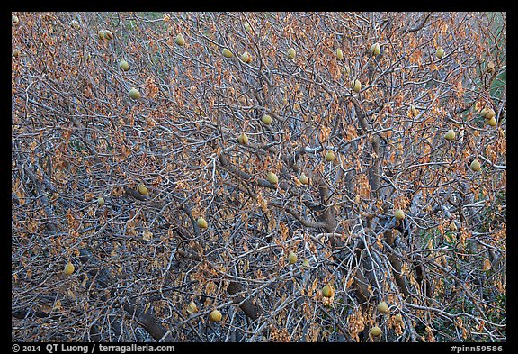 Buckeye branches and nuts in autumn. Pinnacles National Park (color)