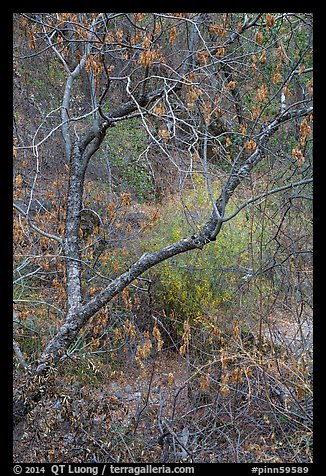 Branches above Dry Chalone Creek in autumn. Pinnacles National Park (color)