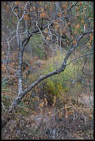 Branches above Dry Chalone Creek in autumn. Pinnacles National Park ( color)