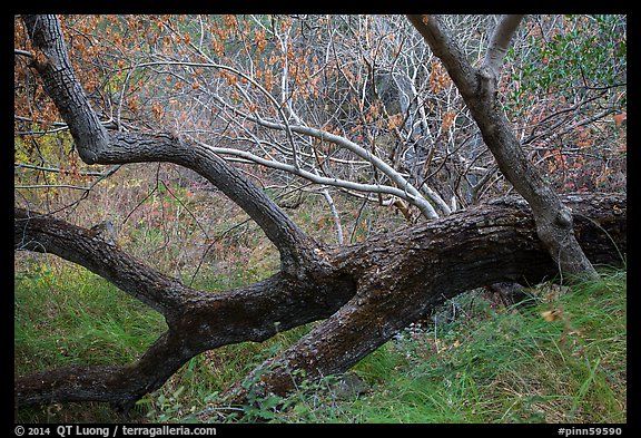 Grasses, tree trunks and shrubs along Chalone Creek in autumn. Pinnacles National Park, California, USA.