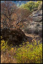 Rock and autumn foliage color along Chalone Creek. Pinnacles National Park, California, USA.