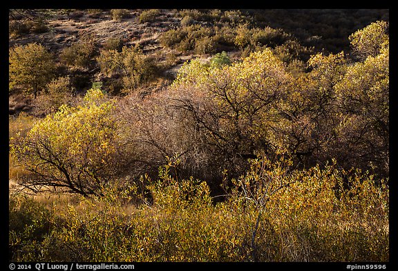 Fall foliage on creek and hill near Balconies. Pinnacles National Park, California, USA.